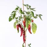 Liaoning Chilliseeds 