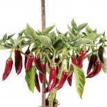 Lingua di Satana Chilliseeds 