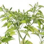 Malaguetinha Chilliseeds 