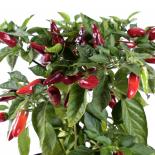 Marikin Yazchoc Chilliseeds 