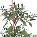 Masquerade Chilliseeds 