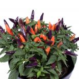 Maya Acapulco Chilisamen 