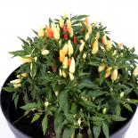 Merida White Chilisamen 