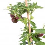 Mini Bell Chocolate Chilisamen 