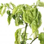 Nagabrain Red Chilisamen 