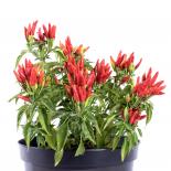 NuMex Conquistador Chilisamen 