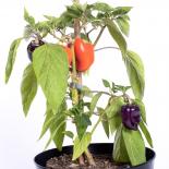 Oda Pepper Chilliseeds 