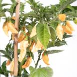 Orange Carbonero Chilliseeds 