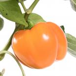 Oranje Blok Chilisamen 