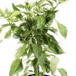 Ozark Gigant Chilliseeds 