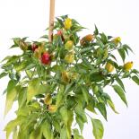 Pakistani Dundicut Chilliseeds 