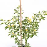 Passepartout Chilliseeds 