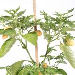 Peach Fairy Lights Chilliseeds 