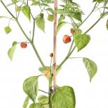 Peito de Moca Chilisamen 