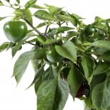 Perets Olga Chilliseeds 