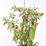 Peruvian Pointer Chilliseeds 