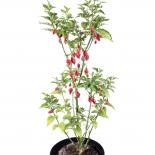 Piaozinho Chilisamen 