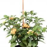 Pimenta Caixo Chilisamen 