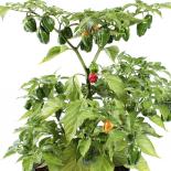 Pimenta De Cheiro Chilliseeds 