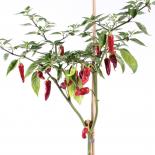 Pimenta Gernika Chilisamen 