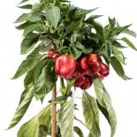 Piminiento Rojo Chilisamen 