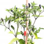 Pipi de Mono Lima Chilliseeds 