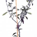 Purple Cream Chilliseeds 