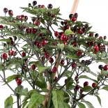 Puta Madre Chilliseeds 