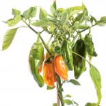 Ramiro Yellow Chilliseeds 