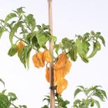 Reckless Hero Chilliseeds 