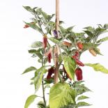 Rio Pejivalle Hot Chilliseeds 