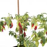 Rocoto Ambato Longo Chilliseeds 