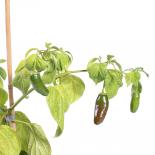 Rocoto Montufar Chilisamen 