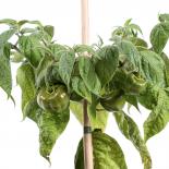 Rocoto Pico Mucho Chilliseeds 