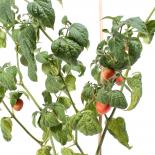 Rocoto Puno Pica Orange Chilliseeds 