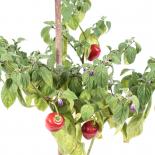 Rocoto San Pedro Rojo Chilliseeds 