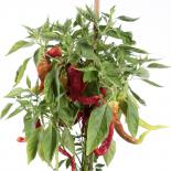 Romanian Sweet Chilliseeds 