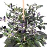 Scarlet Variegated Chilliseeds 