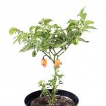 Scotch Bonnet FPO Chilliseeds 