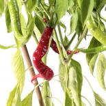 Sera Demre Chilliseeds 