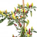 Serbian Red Chilisamen 