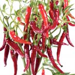 Süs Akagi Bakan Chilisamen 