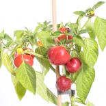 Sweet Apple Kambe Chilliseeds 