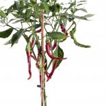 Thunder Mountain Longhorn XXL Chilisamen 