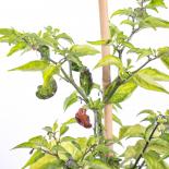 Trinidad 7 Pot Douglah Chilisamen 