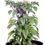 Trinidad Purple Coffee Chilliseeds 