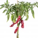 Tunisian Baklouti Chilliseeds 