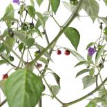 USDA Cardenasii Chilisamen 