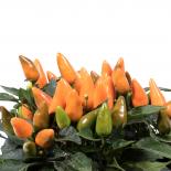 Zamora Orange Chilliseeds 