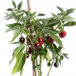 Zenzero di Siloe Chilliseeds 